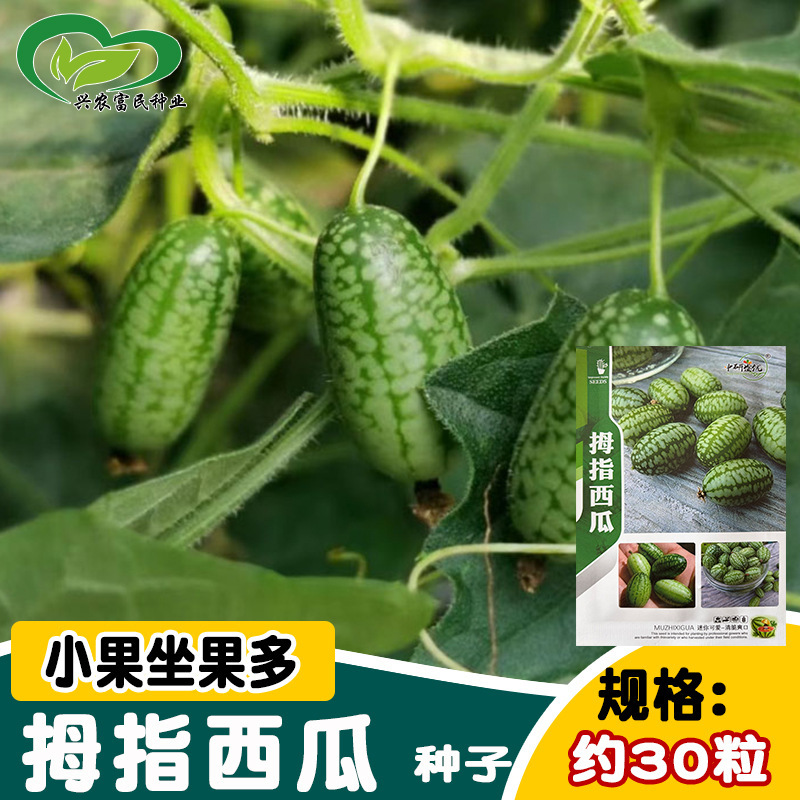 Thumb-Sized Watermelon Seeds for Fruit Gardens, Mini Watermelon Seeds for Year-Round Planting, Balcony Potted Vegetable Seeds Thumb-Sized Watermelon Seeds for Fruit Gardens, Mini Watermelon Seeds for Year-Round Planting, Balcony Potted Vegetable Seeds