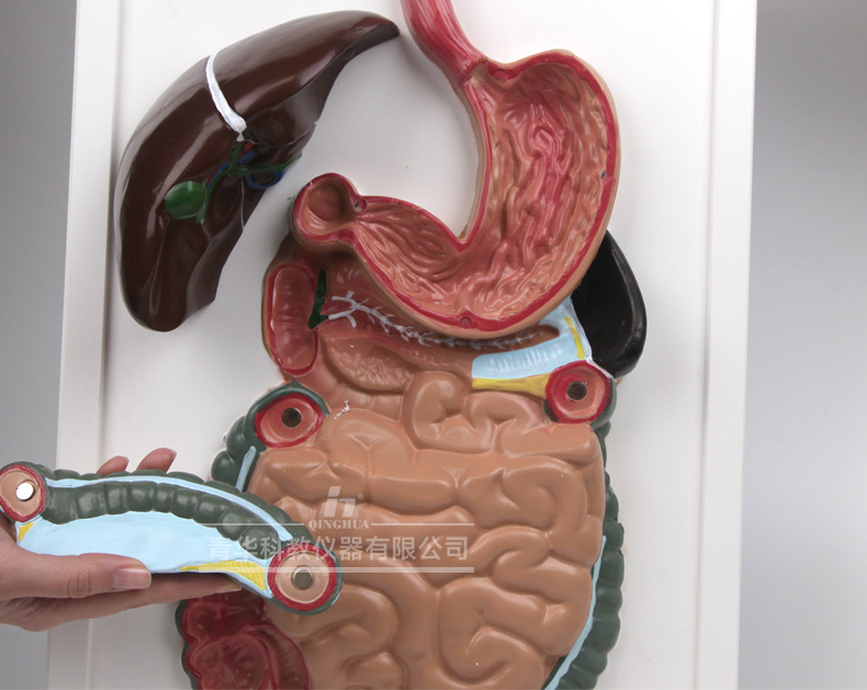 QH3330-1人体消化系统模型板_06.jpg