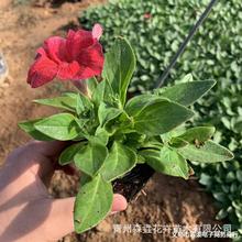 矮牵牛花苗批发 花头大的牵牛景观工程苗 山东青州花卉基地矮牵牛