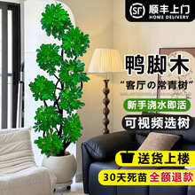 _ľ͏dƲ҃ȆwGֲֲļ