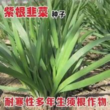 �ϸ��²˸߮a�²˷N�ӌ��~�²��ļ��͟Ό�������ļ����N�²˷N��