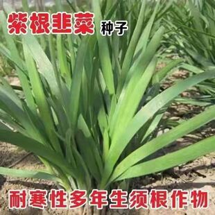 �ϸ��²˸߮a�²˷N�ӌ��~�²��ļ��͟Ό�������ļ����N�²˷N��