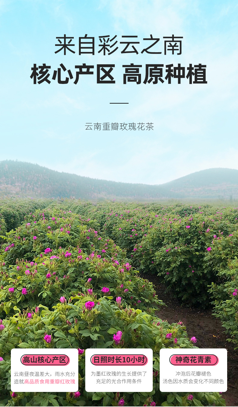 Mo Hong Rose Buds Dried Yunnan Red Rose Flower Tea 40g Jar First Flush key features
