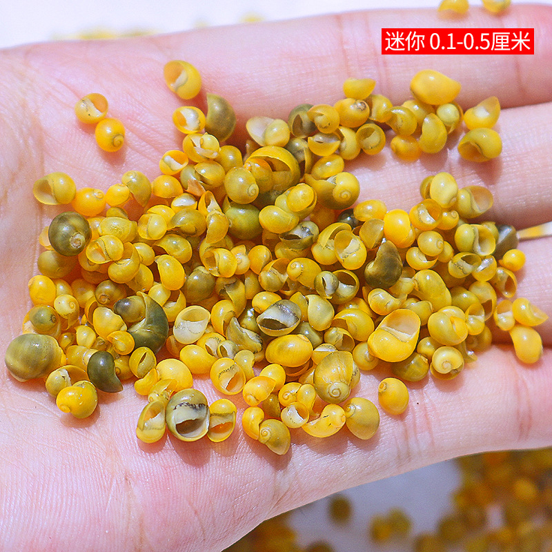 Concha Daquan natural con cera de pescado, materiales decorativos mediterráneos DIY al por mayor