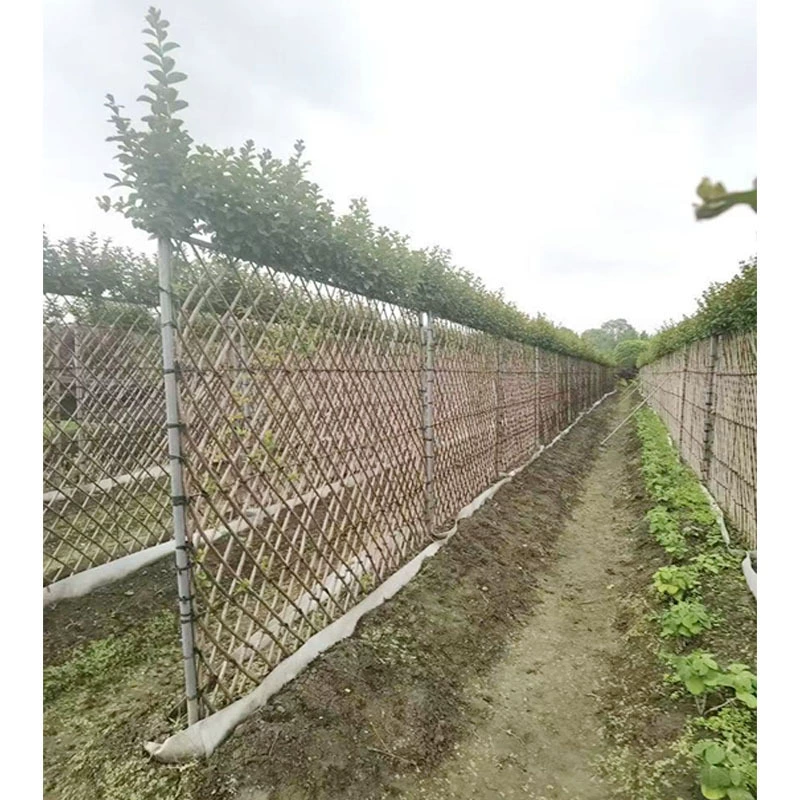 Редактирование искусства Креп мирт забор Чэнду пейзаж озеленение саженцы моделирование двора растения Креп мирт забор стена