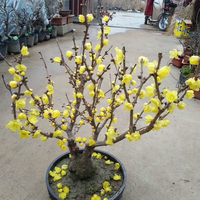 北方室内庭院浓香型花卉腊梅花树苗盆栽包邮 腊梅盆景树桩带花苞