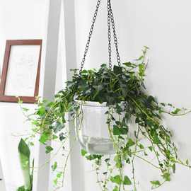 自吸水花盆加厚兰花透明懒人大水养水培植物绿萝盆塑料吊兰盆