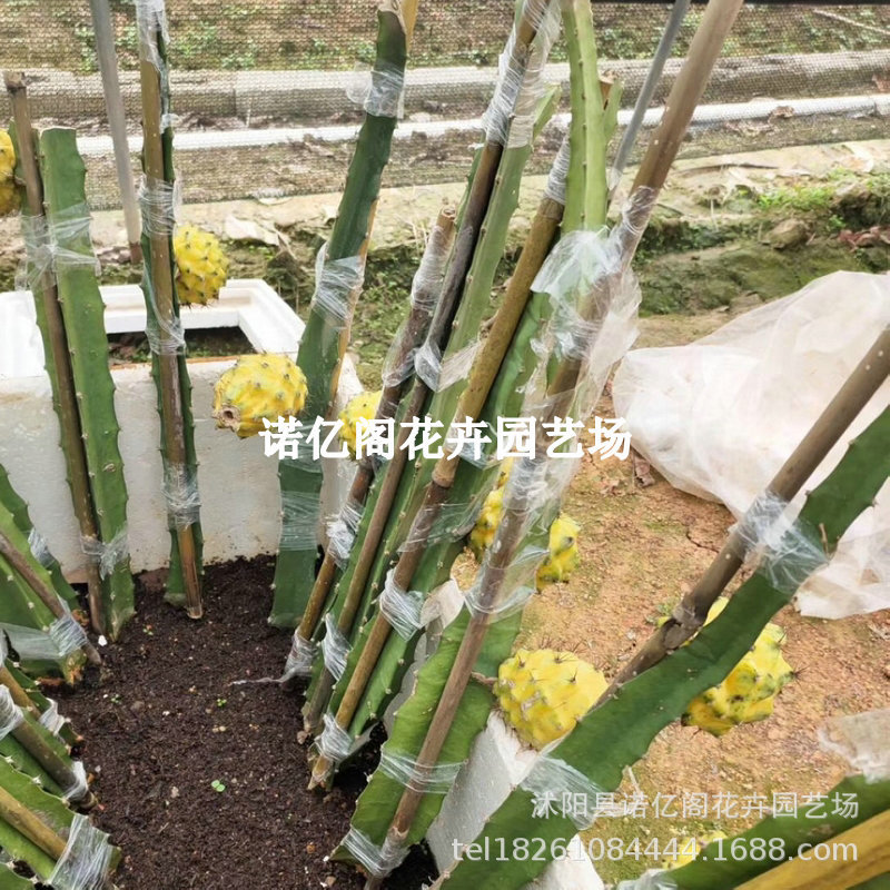 燕窝火龙果嫁接苗麒麟黄皮青龙无刺黄龙火龙果苗当年结果盆栽果树