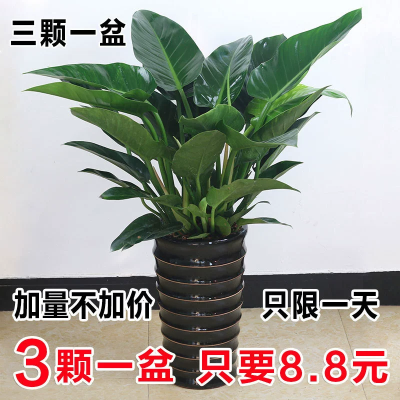 Большолистовое зеленое растение принцесса, платиновый алмаз, горшечное комнатное растение для большой гостиной, гидропонное, вечнозеленый потос, легко выращиваемое зеленое растение