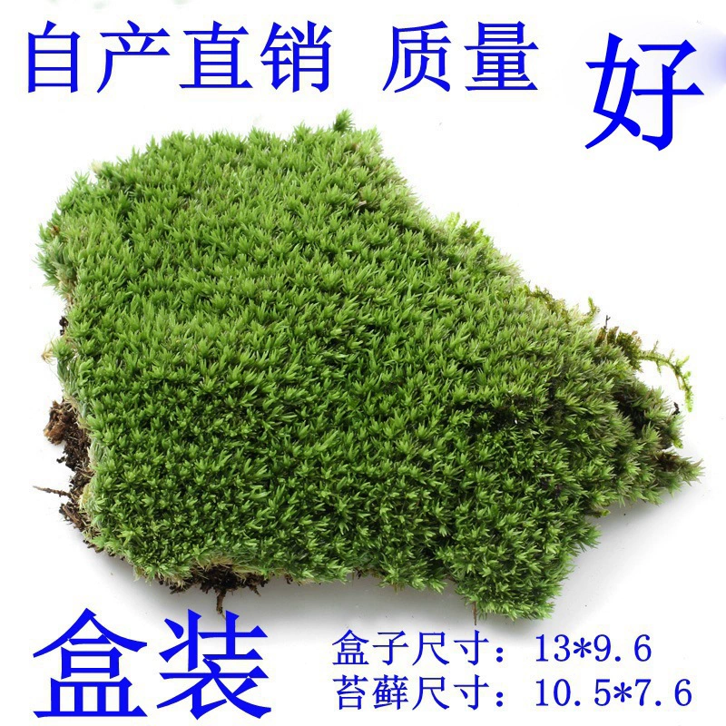 Микропейзажные растения, мх, свежий мх, белый волосковый мх, экологическая бутылка для микропейзажа, материал для аксессуаров