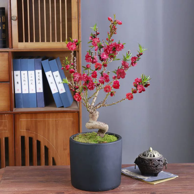 Персиковое дерево в горшке с цветочными бутонами, старый саженец старого сучка, бонсай с двойными цветками персика, подходит для внутреннего и наружного двора, настоящий живой саженец персикового дерева.