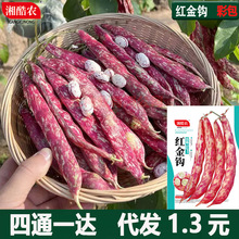 东北红金钩油豆种子春秋季四季豆角种籽芸豆种孑农家菜园蔬菜种子