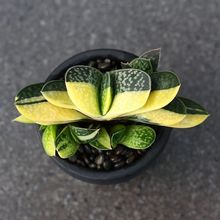 ��Ԫ��Ԫ��������ֲ���ӌ��\ϡ�����Ի����k���ҷ�ݗ���J�C�Gֲ