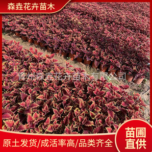 ������~��Ѩ�P����~�ݾ��^���~�����Ի����^�~ֲ���҃ȾG������