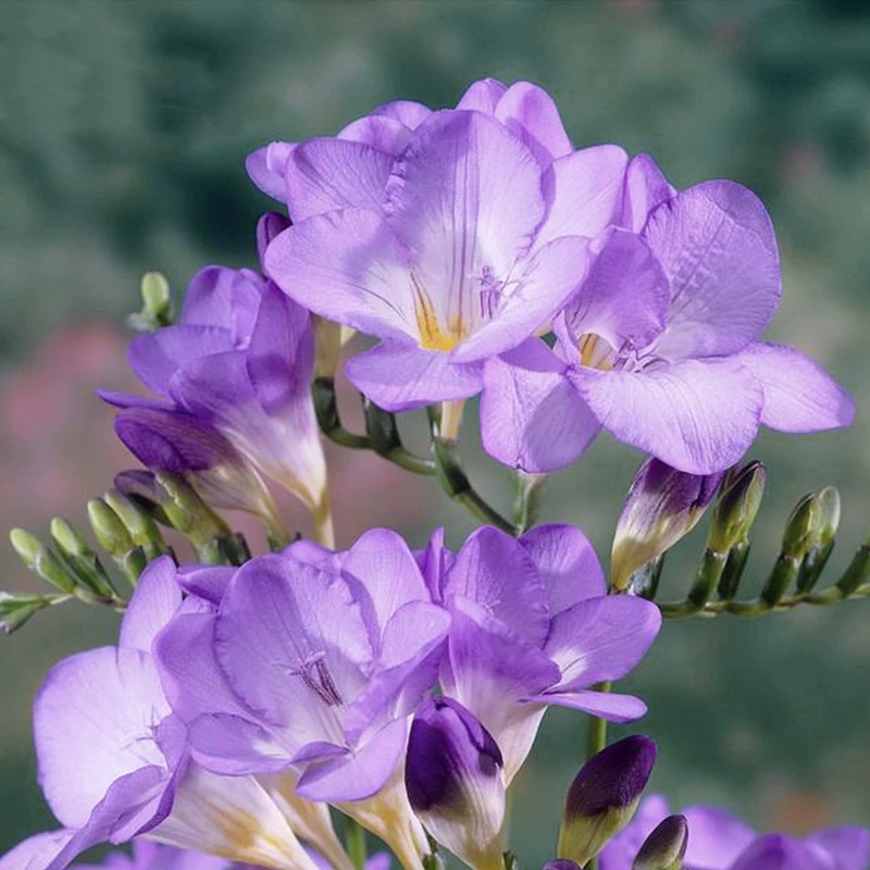 Импортные семена Xiangxuanan с двойным лепестком Фрезия цветочные семена растений в горшках Four Seasons легко выращивать в помещении и на открытом воздухе цветение