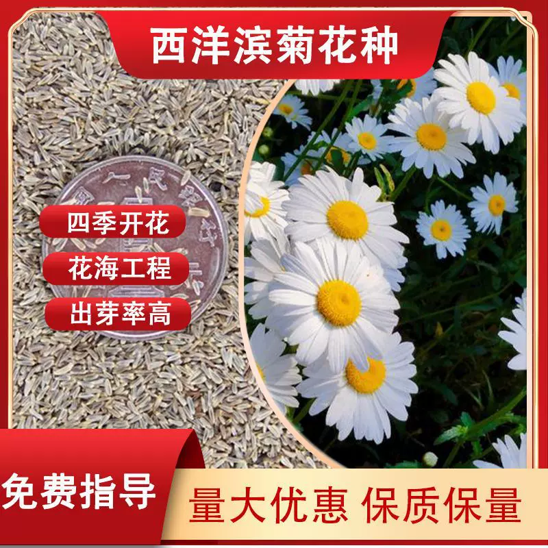 花籽易种活西洋滨菊花种活阳台庭院室外花子公园花海种籽野花花卉