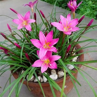 Wholesale Orchid Bulbs, Pink Potted Bulb Flower Seedlings, Four-Season Plants, Florals, Green Plants, Leek Orchid Bulb Seedlings