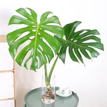 批发水培龟背竹水养室内净化空气四季常青客厅办公室耐阴大叶观叶