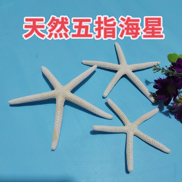 Natural Starfish DIY Handmade Materials Decorative Ornaments Pendants Perforated Five-Fingered Real Starfish