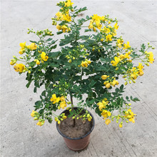 黄金梅盆栽多年生木本秋季冬季耐寒观花植物花卉带花苞发黄金雀苗