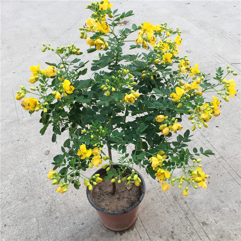 黄金梅盆栽多年生木本秋季冬季耐寒观花植物花卉带花苞发黄金雀苗
