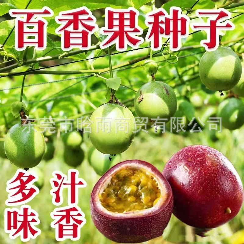 百香果种子鸡蛋果种籽果树种子紫果西番莲种子洋石榴种子四季播种