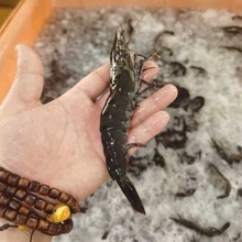 黑虎虾活冻黑虎虾东山岛源头九节虾黑节虾 草虾大虾特大虾金刚虾