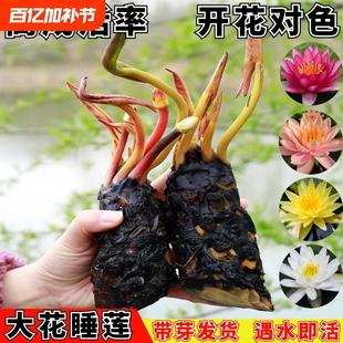 Water Lily Flower Vase with Large Water Lily Root Block and Flower Buds, Suitable for Hydroponic Cultivation in All Seasons, Featuring Small Water Lily Roots and Blooms in All Seasons, a Precious Variety