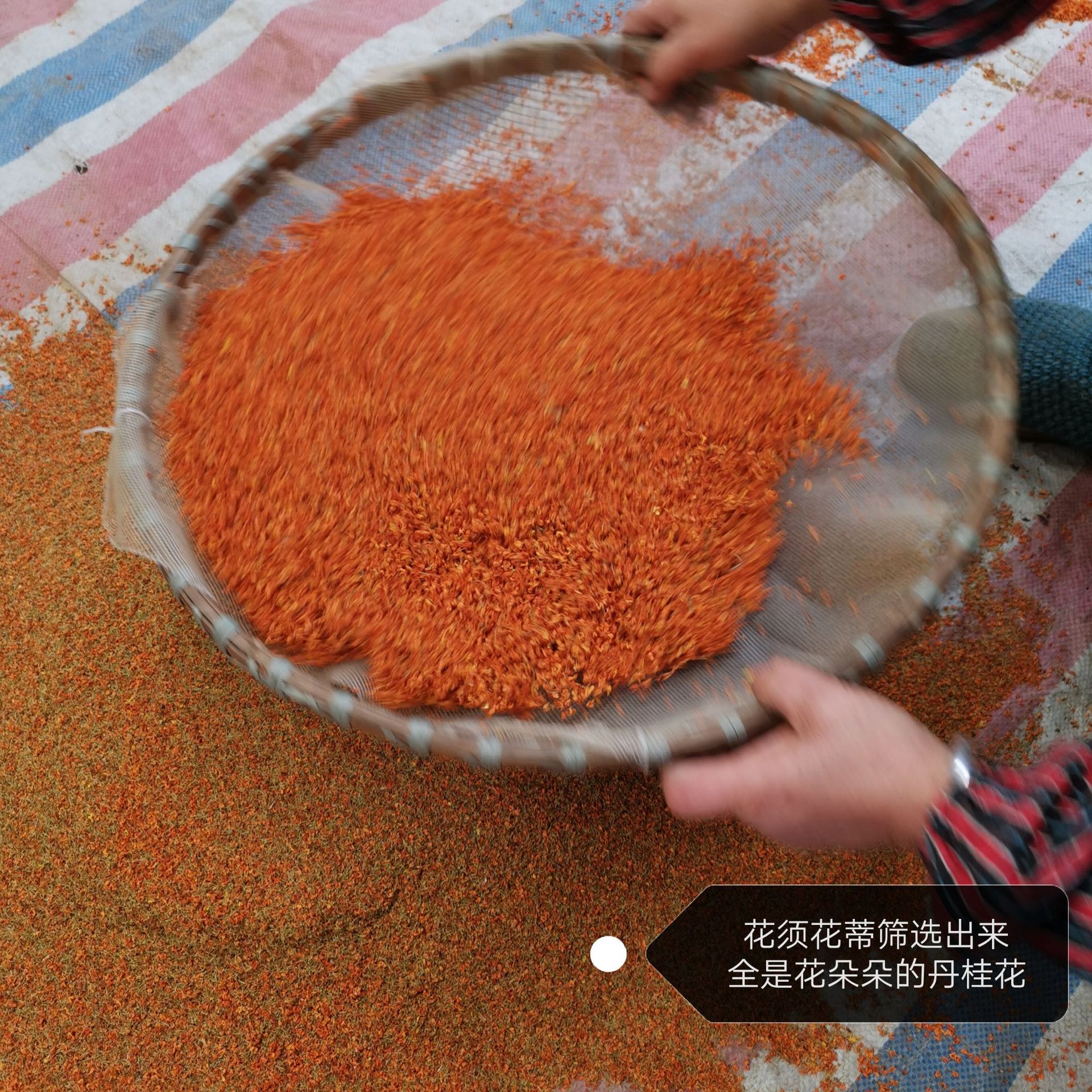 广西桂林厂家直销农产品桂花茶桂花干红色丹桂厂家批发2斤起批