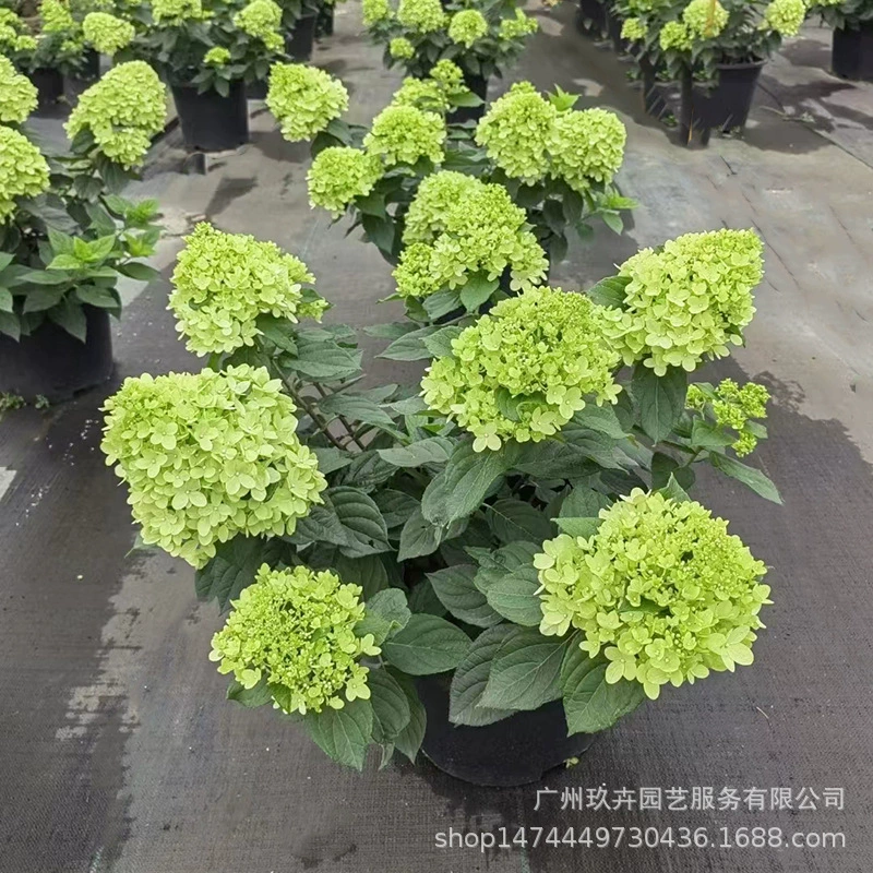 Коническая Гортензия цветок просмотр горшок балкон гостиная зеленый сад цветок зеркало