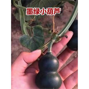 ����ī�G���J�N�����С���J�����N���ļ������̨����ͥԺ���J��