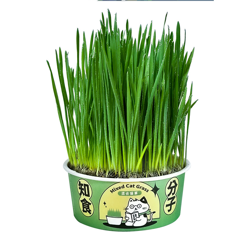 Hierba para gatos, planta perezosa, plantación de bocadillos para gatos, bola de pelo, salvador, bocadillos para gatos, fideos instantáneos, caja de hierba para gatos, spot al por mayor