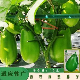Xi'An Green Eggplant Seeds, Green-Skinned Eggplant Seeds, Early-Maturing Hybrid Eggplant Seed Base, Round Eggplant Seeds