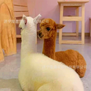 宠物羊驼活体幼崽 成年观赏羊驼活体租赁 繁殖种羊驼 羊驼幼苗