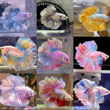 ����̩�������ɴβ���װ��¹��������ȴ��������������ͻ�