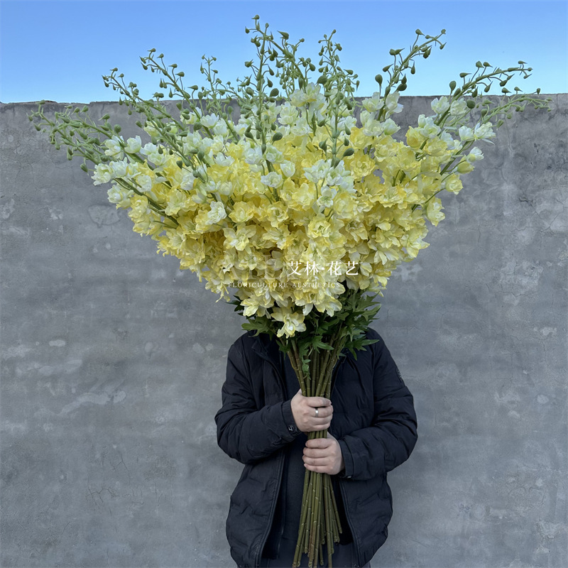 Extra large delphinium