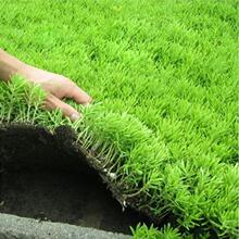 佛甲草种子佛甲草草籽 草坪种子楼顶屋顶绿化 耐热耐寒耐旱包成活