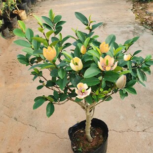 һ�����l��Ц���������҃��̨������ͥԺ���Դ�����Ϸ��ļ��_��