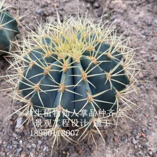 仙人掌屬圖片- 海量高清仙人掌屬圖片大全- 阿里巴巴