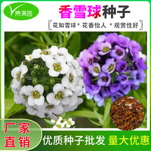 混色香雪球种子蜜蜂采蜜花卉花籽四季播植物花期长芳香花种籽阳台