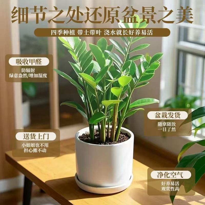 Money Tree Potted Plant, Easy to Maintain Indoors, Money Plant Greenery for Living Room, Balcony, All-Season Purification, Jingdezhen Ceramics Money Tree Potted Plant, Easy to Maintain Indoors, Money Plant Greenery for Living Room, Balcony, All-Season Purification, Jingdezhen Ceramics