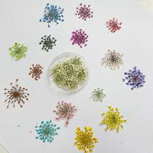 日系干花押花美甲饰品彩色smint同款真花压片DIY指甲装饰贴蕾丝花