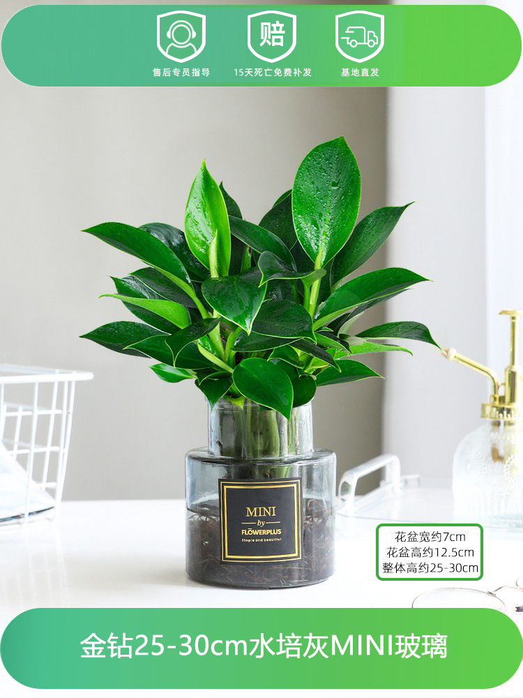 골드다이아몬드 25-30CM [수경재 MINI 유리] + 영양액