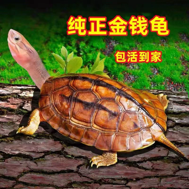 Чистая каменная денежная черепаха, черепаха-счастливчик, маленькая черепаха, живое животное, маленькая зеленая черепаха, золотая черепаха, чистая трехлинейная Хайнань