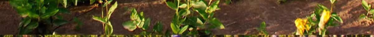 Jie Geng Slices (Platycodon grandiflorus) — Dried Food Herb Root for Tea & Soup specifications