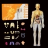 Fully transparent model (English color box)+Chinese and English manual