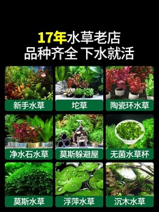 ˮ��ֲ���~������쾰���Bȫ�ה[���B�~����䁵����ˮ�������Gֲ