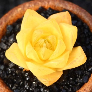 S¶ֲ҃ȽMόپƷ¶Gֲϻܼ¶ˮ