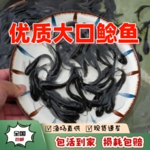 �Ĵ�����T�~�絭ˮ�Bֳʳ�û��w���T���T�~����T��ʳ���X�T�~��