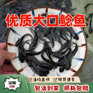 �Ĵ�����T�~�絭ˮ�Bֳʳ�û��w���T���T�~����T��ʳ���X�T�~��